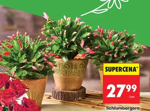 szlumbergera