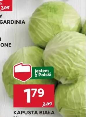 kapusta biała