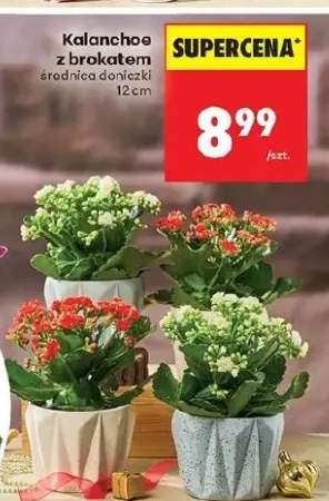 kalanchoe