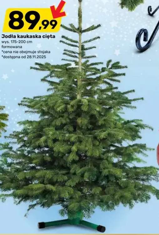 jodła kaukaska