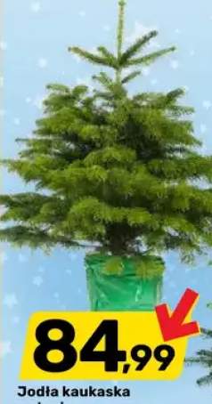 jodła kaukaska