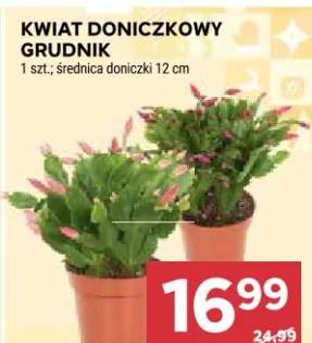 kwiaty doniczkowe