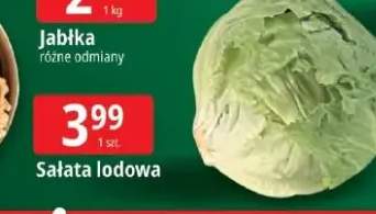 sałata lodowa