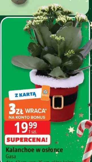 kalanchoe