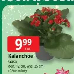kalanchoe