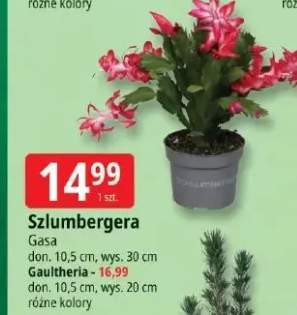szlumbergera