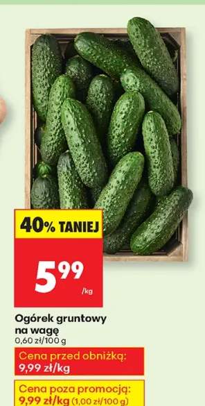 ogórek gruntowy