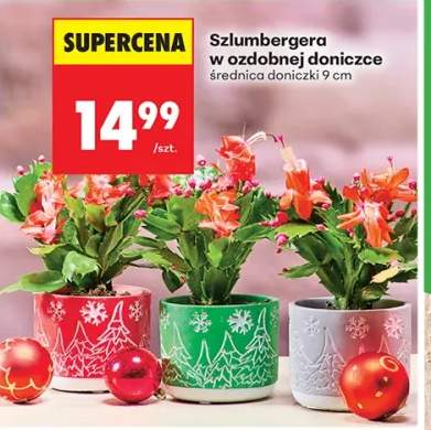 szlumbergera