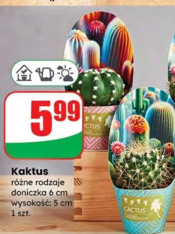 kaktus