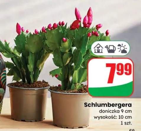 szlumbergera