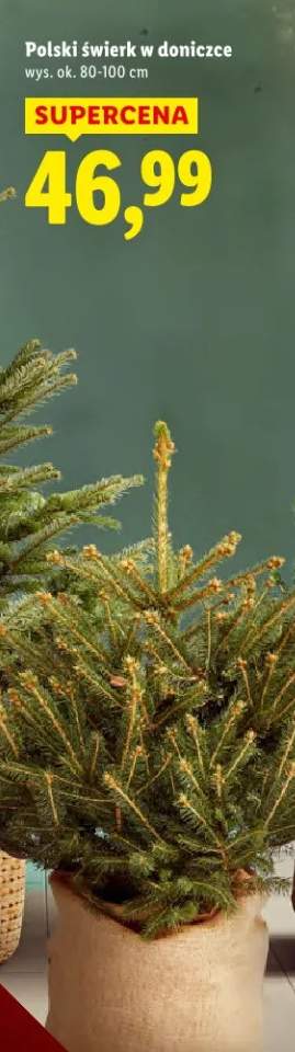 świerk w doniczce