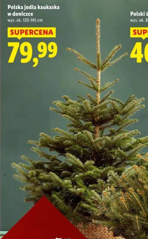 jodła kaukaska