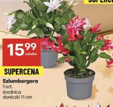 szlumbergera