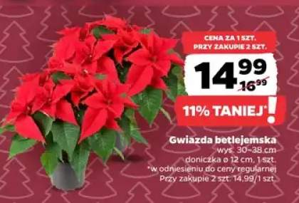 gwiazda betlejemska