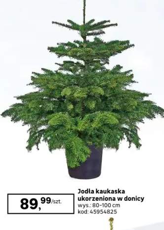 jodła kaukaska