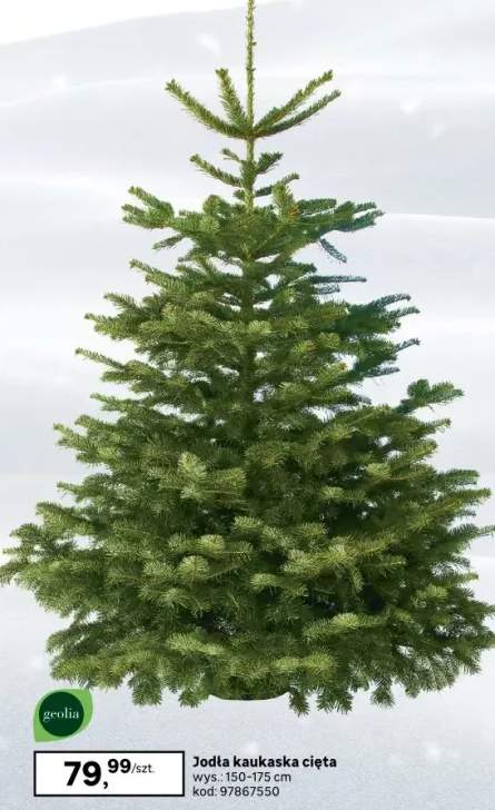 jodła kaukaska