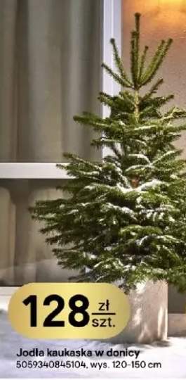jodła kaukaska