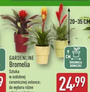bromelia