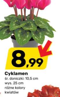 cyklamen