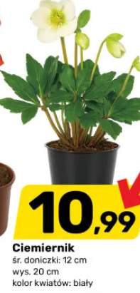 ciemiernik