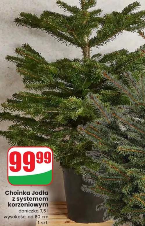 choinka żywa