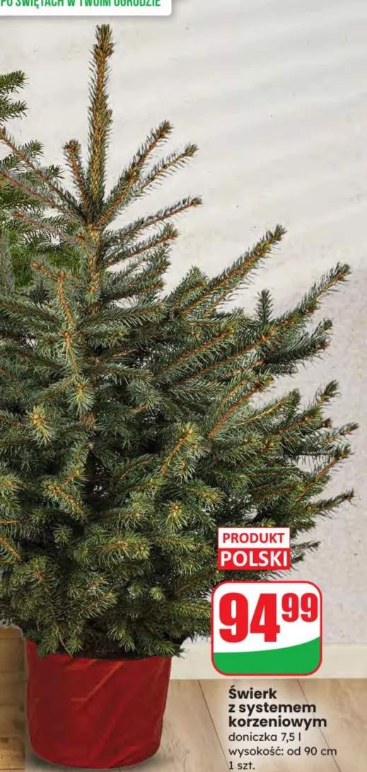 świerk w doniczce