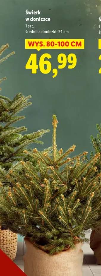 świerk w doniczce