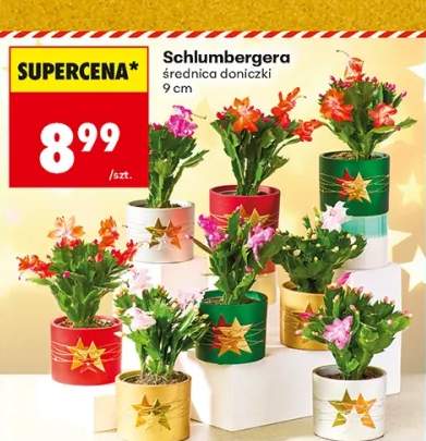 szlumbergera