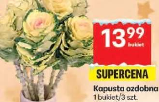 kapusta ozdobna