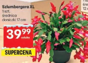 szlumbergera