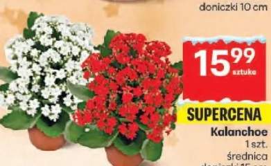 kalanchoe