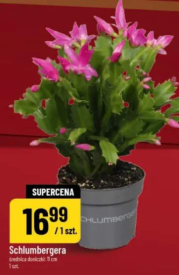szlumbergera