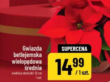 gwiazda betlejemska