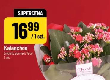 kalanchoe