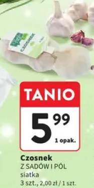 czosnek