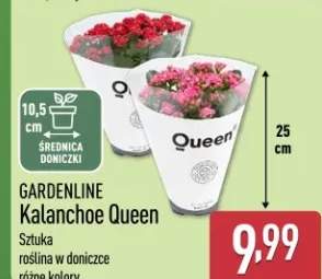 kalanchoe