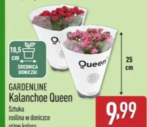 kalanchoe