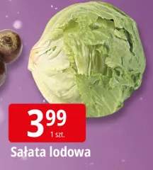 sałata lodowa
