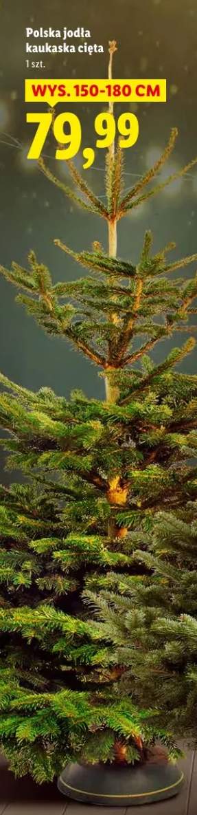 jodła kaukaska