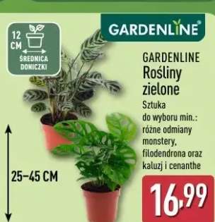 nawóz do roślin zielonych