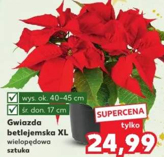 gwiazda betlejemska