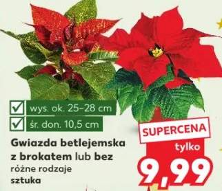gwiazda betlejemska