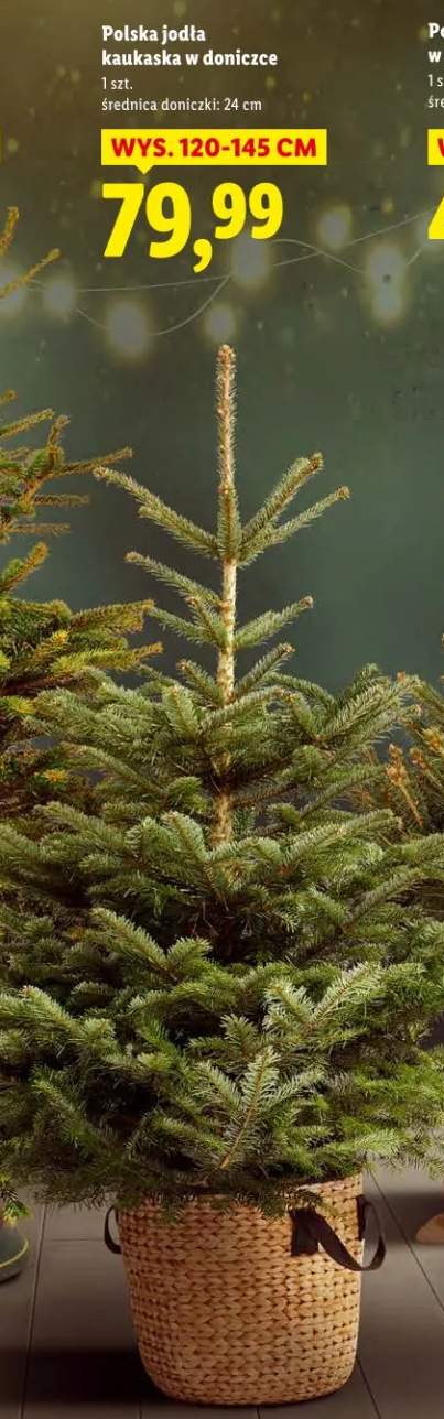 jodła kaukaska