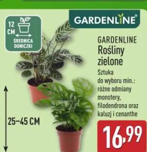 nawóz do roślin zielonych