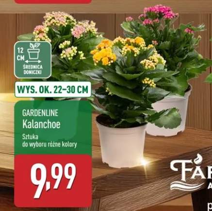 kalanchoe