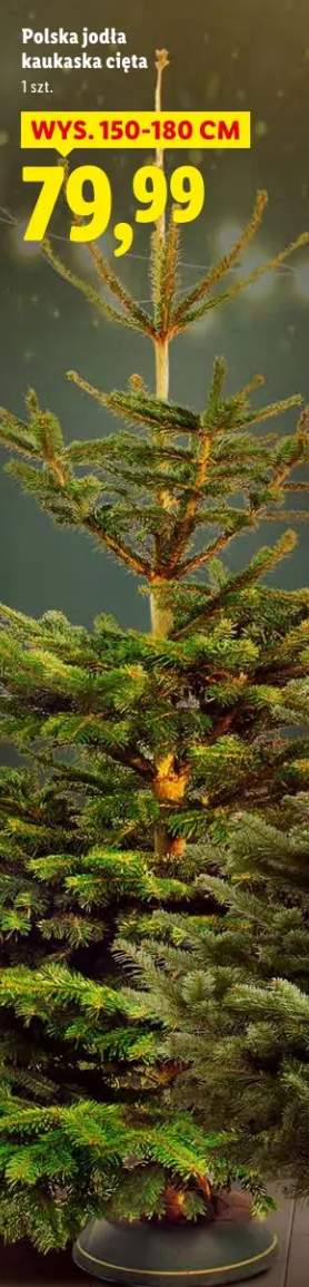 jodła kaukaska
