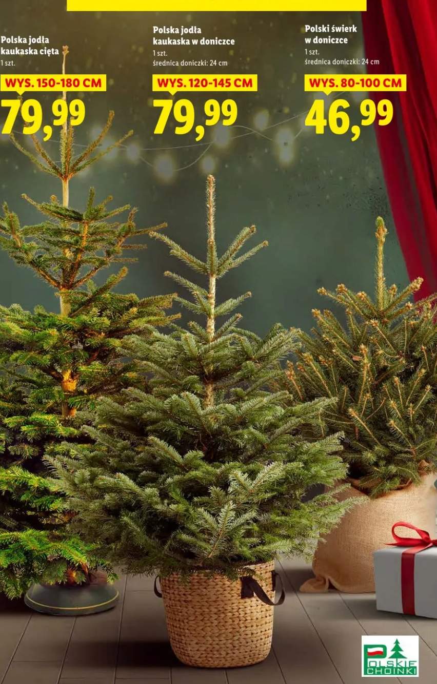 jodła kaukaska