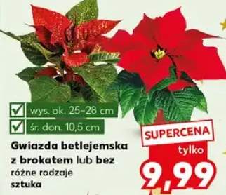 gwiazda betlejemska