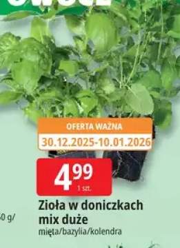 zioła