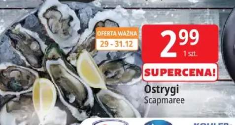 ostrygi